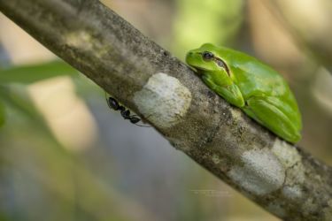 Hyla meridionalis