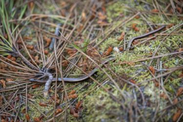 Anguis fragilis