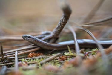 Anguis fragilis