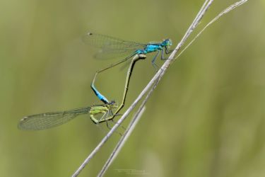 Ischnura elegans