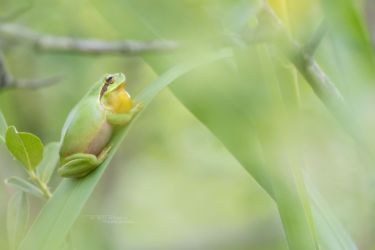 Hyla meridionalis