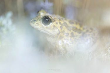 Pelobates cultripes