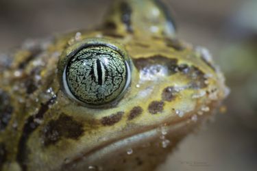 Pelobates cultripes