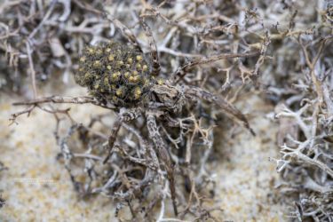 Hogna radiata