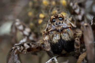 Hogna radiata