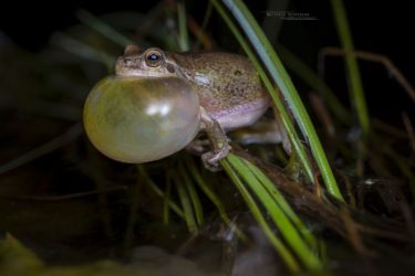 Hyla meridionalis