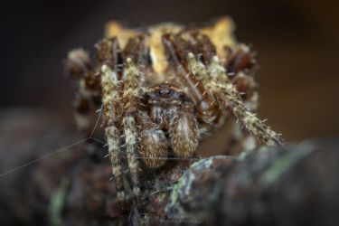 Araneus diadematus
