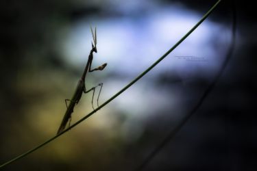 Empusa pennata