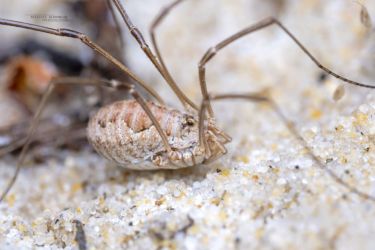 Phalangium opilio