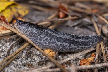 Limax maximus