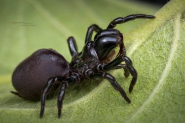 Atypus affinis