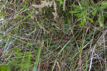 Vipera aspis