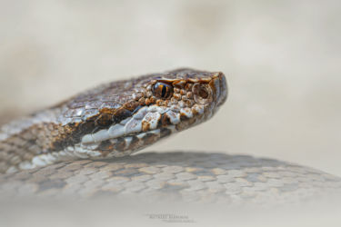Vipera aspis