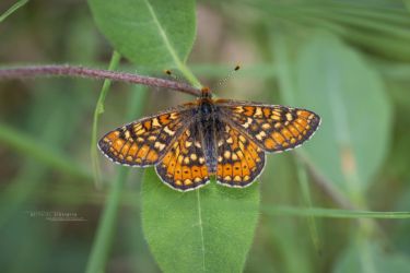 Euphydryas aurinia