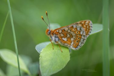 Euphydryas aurinia