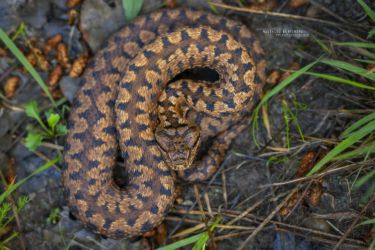 Vipera aspis