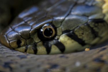 Natrix helvetica