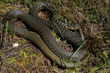 Hierophis viridiflavus