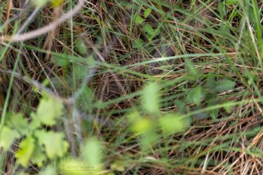 Vipera aspis