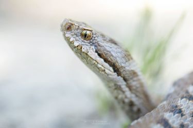 Vipera aspis