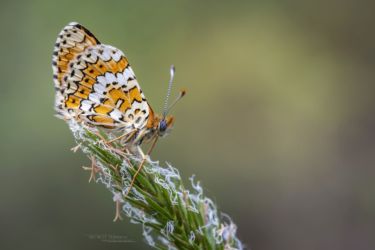 Melitaea cinxia