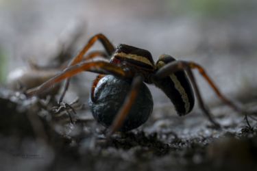 Dolomedes fimbriatus