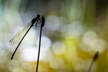 Coenagrion puella