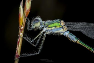 Lestes dryas