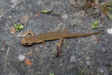 Lissotriton helveticus