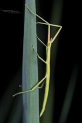 Clonopsis gallica