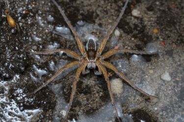 Dolomedes fimbriatus