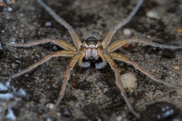 Dolomedes fimbriatus