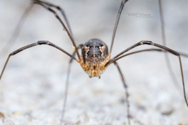 Phalangium opilio