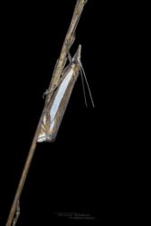 Crambus pascuella