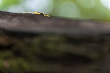 Salamandra salamandra