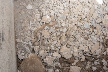 MarocExpeVaranusBerroneau024