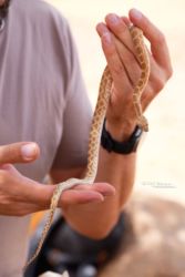 MarocExpeVaranusBerroneau032