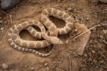 MarocExpeVaranusBerroneau033