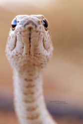 MarocExpeVaranusBerroneau036