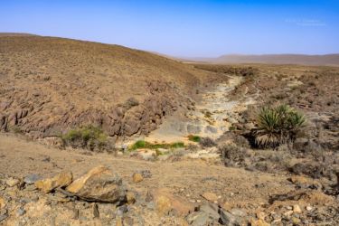 MarocExpeVaranusBerroneau045
