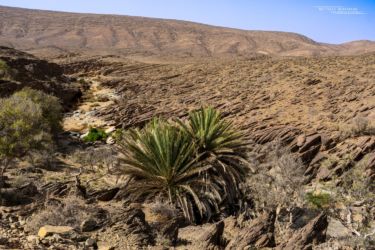 MarocExpeVaranusBerroneau046