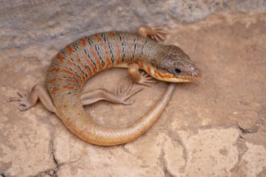 MarocExpeVaranusBerroneau047