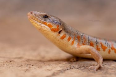 MarocExpeVaranusBerroneau048