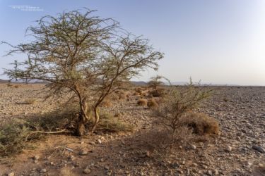 MarocExpeVaranusBerroneau049