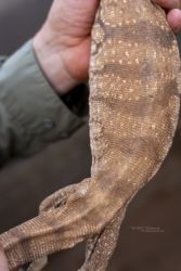 MarocExpeVaranusBerroneau053