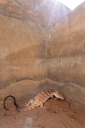 MarocExpeVaranusBerroneau056