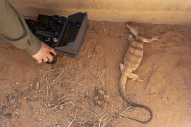 MarocExpeVaranusBerroneau058
