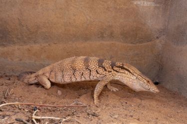 MarocExpeVaranusBerroneau059