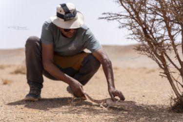 MarocExpeVaranusBerroneau083