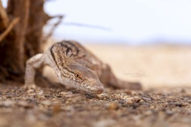 MarocExpeVaranusBerroneau084